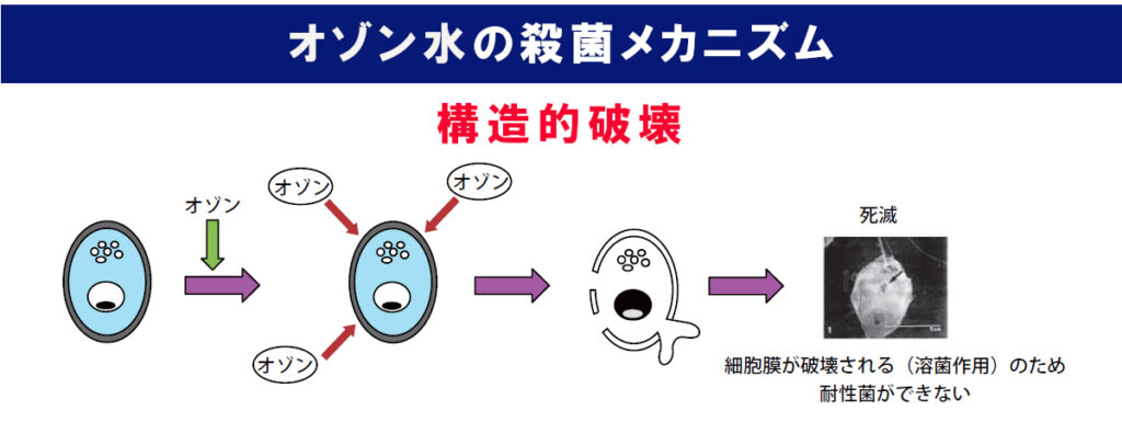 ラズリーラボ　オゾン水による殺菌のメカニズム１