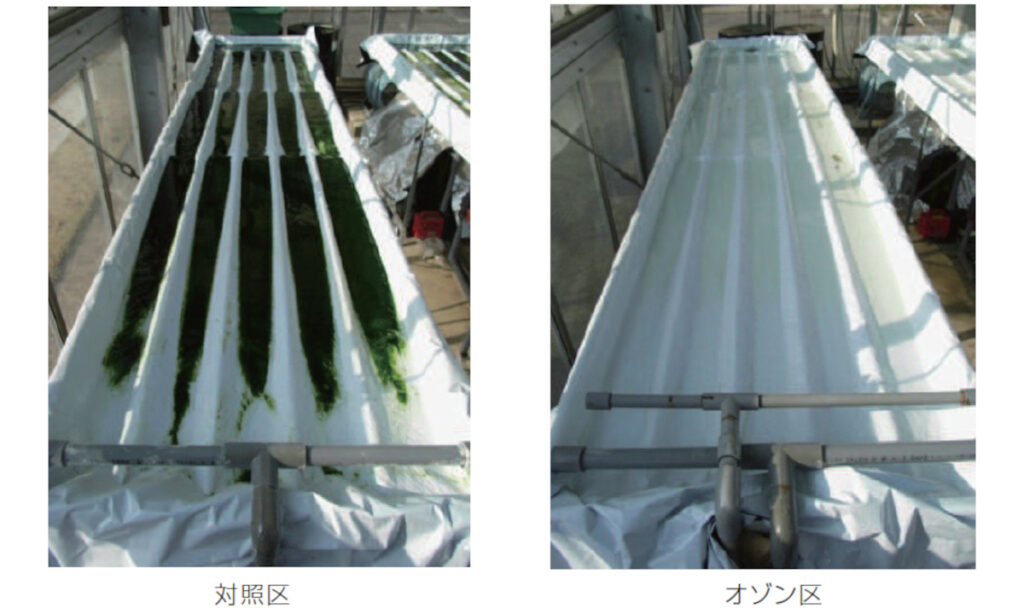 ラズリーラボ　養液栽培での実施例