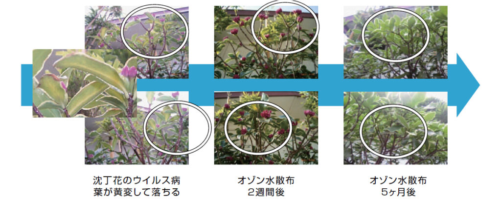 ラズリーラボ　園芸分野での実施例